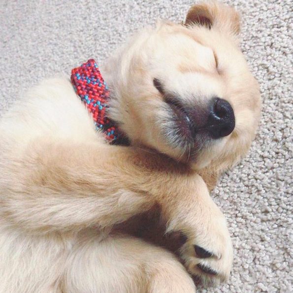 pupper